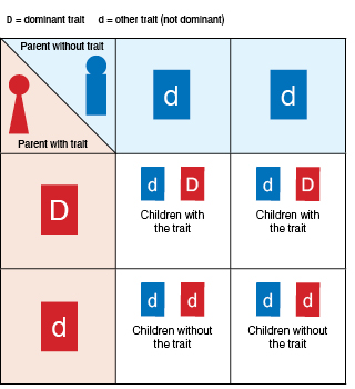 Genetic chart showing autosomal dominant inheritance.