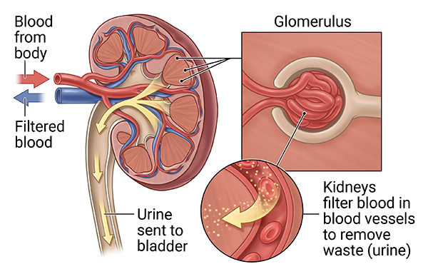 Cross section of a kidney showing that it filters blood from the body to produce urine. Two insets show a closeup of a glomerulus, one of the tiny structures that filters blood inside the kidneys.