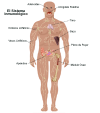 Anatomía del sistema inmunológico de un adulto