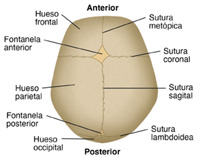 Vista superior del cráneo de un recién nacido.