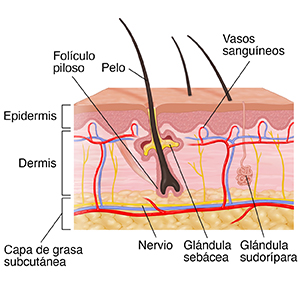 Corte transversal de la piel donde se ven la epidermis, la dermis y la capa de grasa.