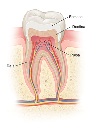 Corte transversal de un diente en el hueso.
