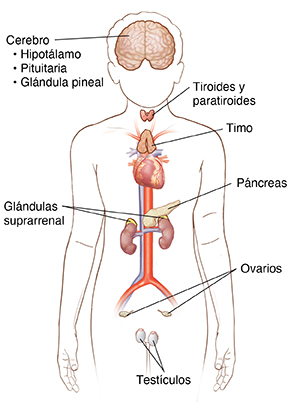 Imagen frontal del contorno del niño que muestra los órganos del sistema endocrino.