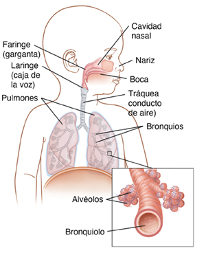 Imagen frontal de un bebé con la cabeza girada, donde se aprecian su anatomía respiratoria. El recuadro muestra un primer plano de los bronquiolos y los alvéolos.