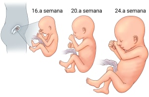 Vista lateral de una persona embarazada que muestra al feto dentro del útero. Tres recuadros muestran el feto en diferentes etapas de crecimiento durante el segundo trimestre.