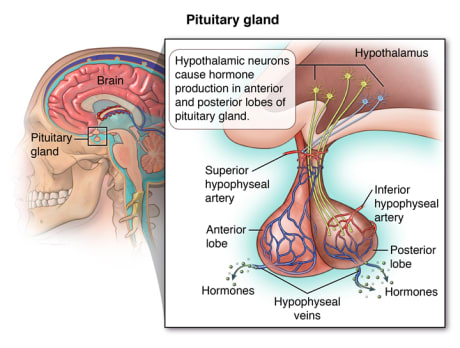Pituitary gland at base of brain, with detail of hypothalamus neurons causing hormone production in anterior and posterior lobes of pituitary gland.