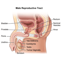 Click Image to Enlarge Illustration of anatomy of male reproductive tract
