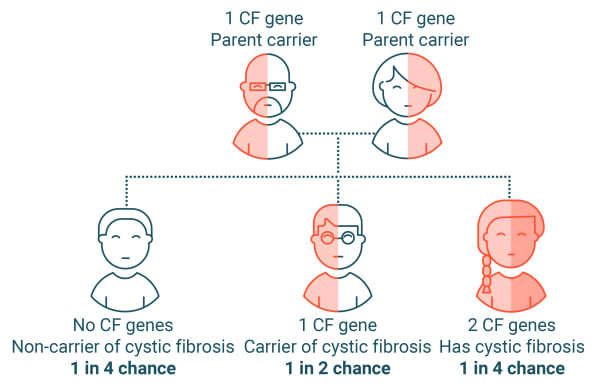 If 2 parents who each carry 1 cycstic fibrosis gene have 3 children, they have a 1 in 4 chance of having a child with no cystic fibrosis genes and is a non-carrier of CF, a 1 in 2 chance of having a child with 1 cystic fibrosis gene and is a carrier of cystic fibrosis, and a 1 in 4 chance of having a child with 2 cystic fibrosis genes and has cystic fibrosis.