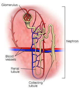Closeup view of nephron in kidney, including glomerulus and renal tubule.