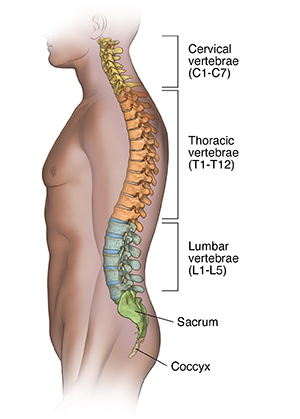 Side view of person showing cervical, thoracic, and lumbar vertebrae, sacrum, and coccyx.