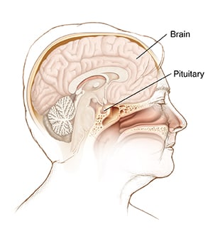 Side view of head and neck with cross section of brain showing pituitary gland.