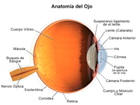 Anatomía del ojo, interno