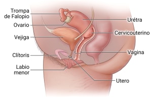 En el aparato reproductor femenino, pueden formarse bloqueos en la uretra, que se conecta con la vejiga y la vagina.