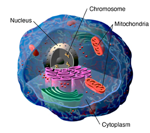 Cross section of cell showing nucleus, chromosome, mitochondria, cytoplasm.